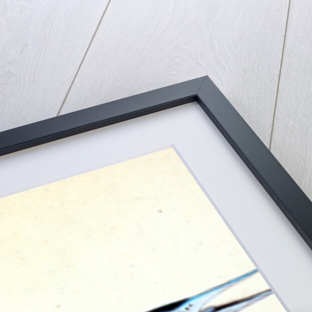 Stellated Globe Diodon, Tetrodon stellatus by E. Donovan