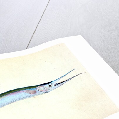 Stellated Globe Diodon, Tetrodon stellatus by E. Donovan