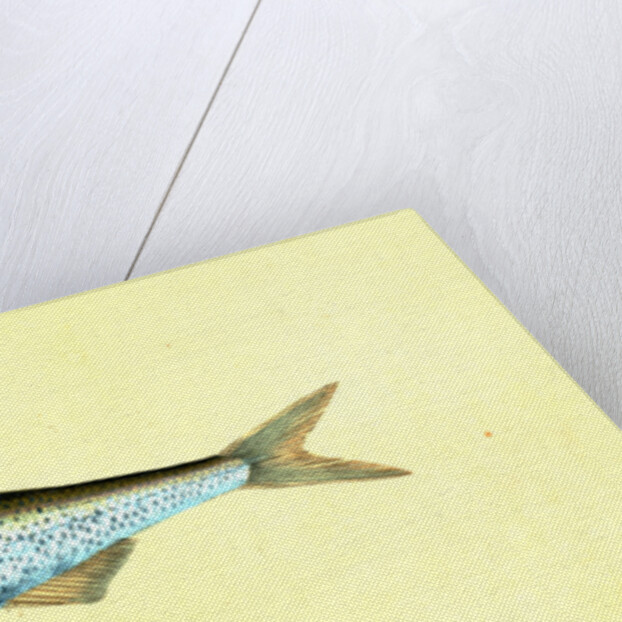 Bleak, Cyprinus Alburnus by E. Donovan