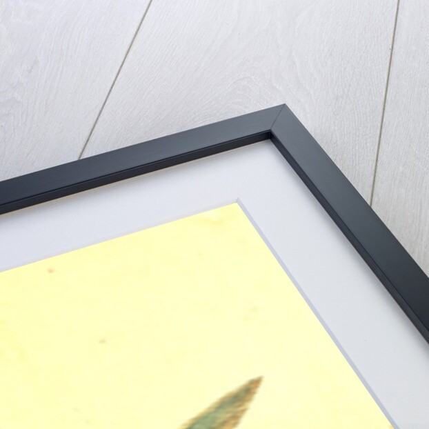 Bleak, Cyprinus Alburnus by E. Donovan