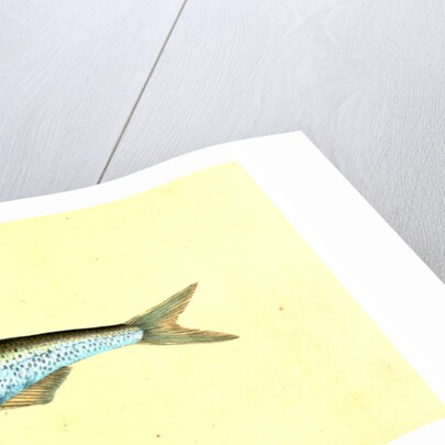 Bleak, Cyprinus Alburnus by E. Donovan