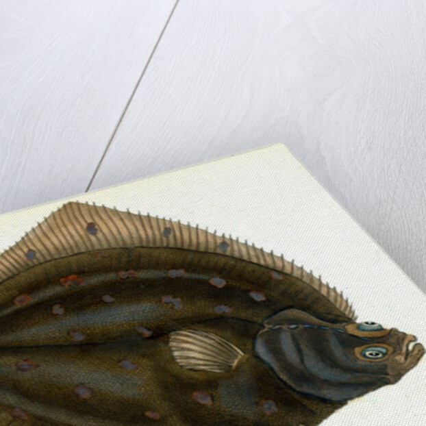 Plaise, Pleuronectes Platessa, 1802 by E. Donovan