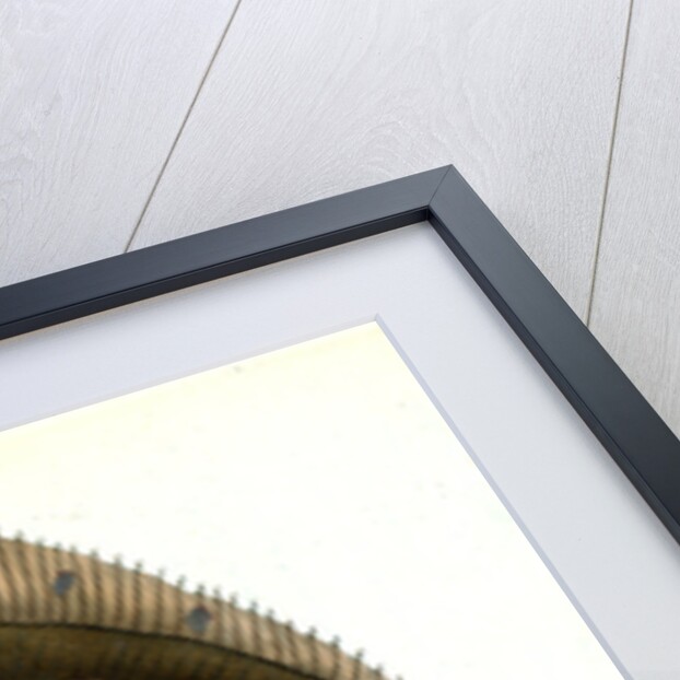 Plaise, Pleuronectes Platessa, 1802 by E. Donovan