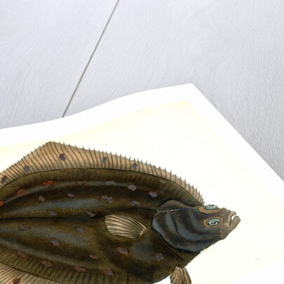 Plaise, Pleuronectes Platessa, 1802 by E. Donovan