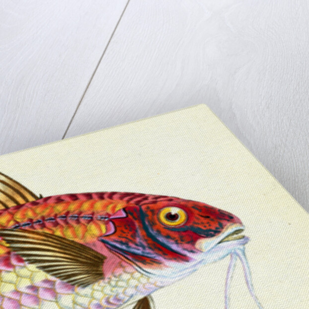 Surmulet, Mullus Surmuletus by E. Donovan