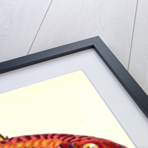 Surmulet, Mullus Surmuletus by E. Donovan