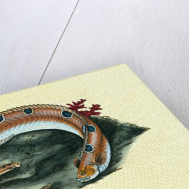 Spotted Blenny, or Butter-fish, Blennius gunnellus by E. Donovan