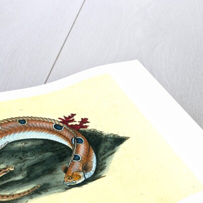 Spotted Blenny, or Butter-fish, Blennius gunnellus by E. Donovan