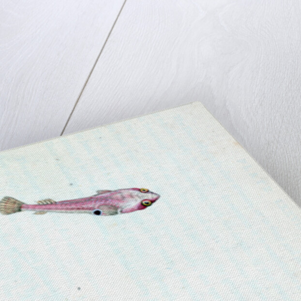 Sucker, bimaculated, Cyclopterus bimaculatus by E. Donovan