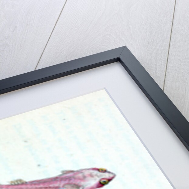 Sucker, bimaculated, Cyclopterus bimaculatus by E. Donovan