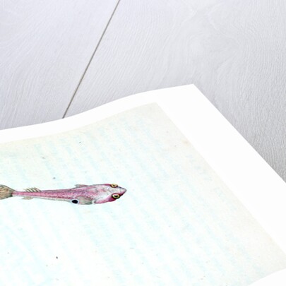 Sucker, bimaculated, Cyclopterus bimaculatus by E. Donovan