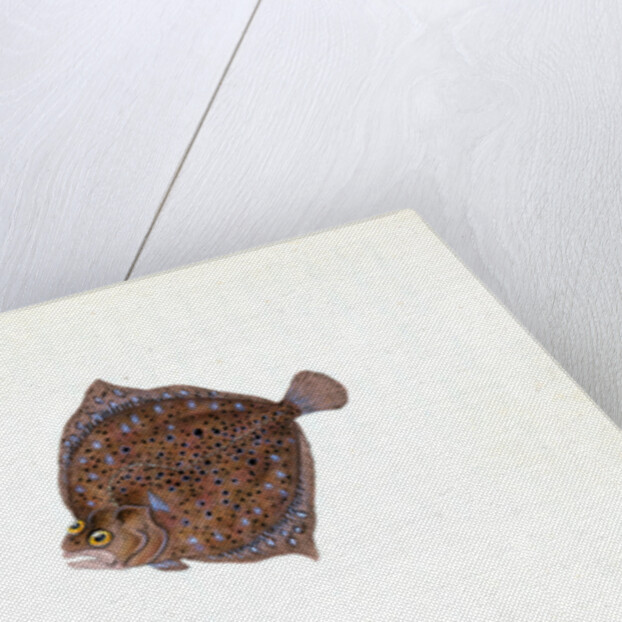 Cyclops Flounder, Pleuronectes Cyclops, 1806 by E. Donovan