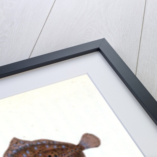 Cyclops Flounder, Pleuronectes Cyclops, 1806 by E. Donovan