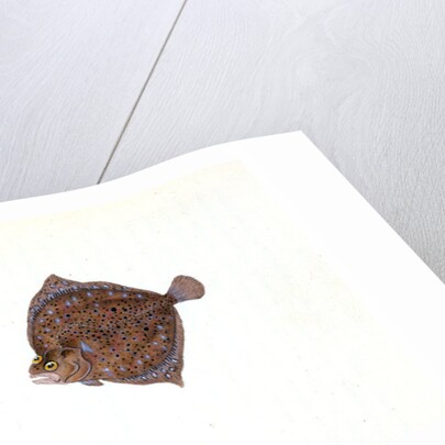 Cyclops Flounder, Pleuronectes Cyclops, 1806 by E. Donovan