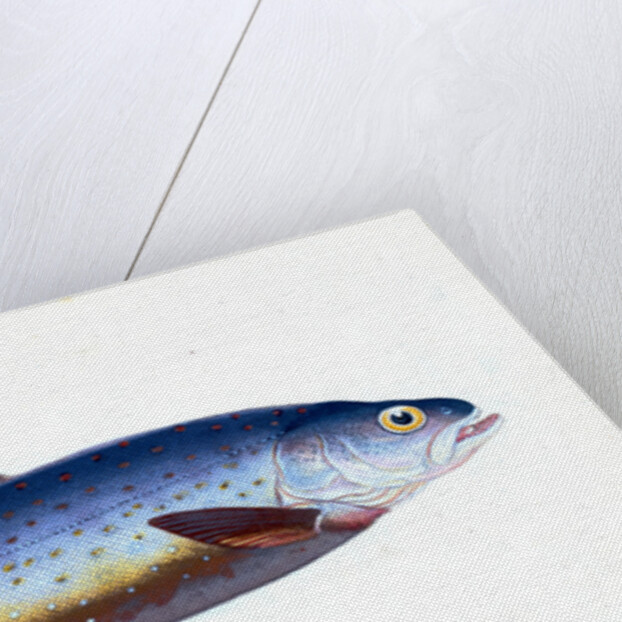 Salvelian Charr, Salmo Salvelinus by E. Donovan