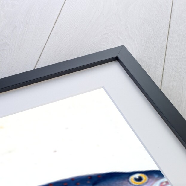 Salvelian Charr, Salmo Salvelinus by E. Donovan