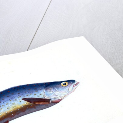 Salvelian Charr, Salmo Salvelinus by E. Donovan