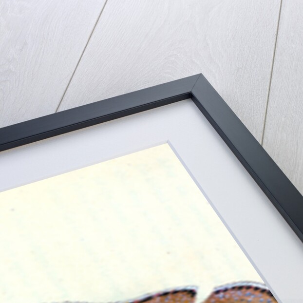 Goldfinny, Labrus Cornubiensis by E. Donovan