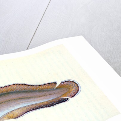 Goldfinny, Labrus Cornubiensis by E. Donovan