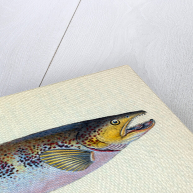 Trout, Salmo Fario by E. Donovan