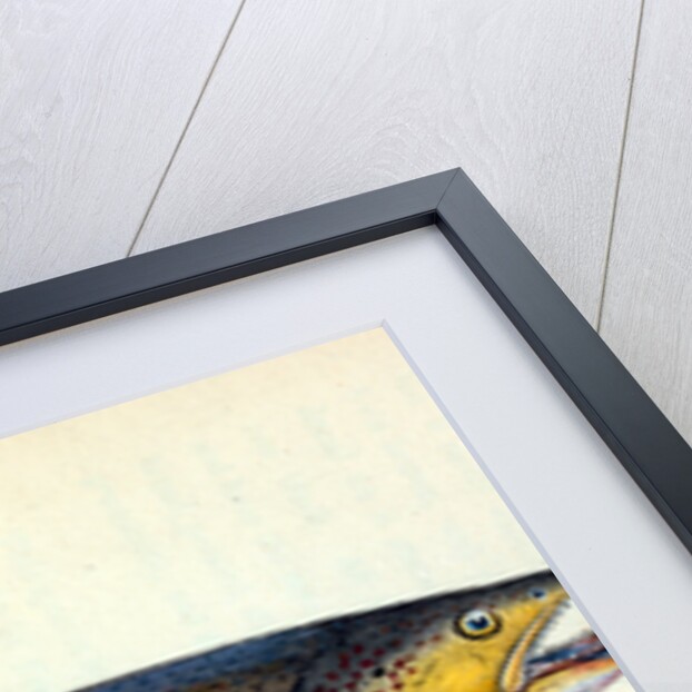 Trout, Salmo Fario by E. Donovan