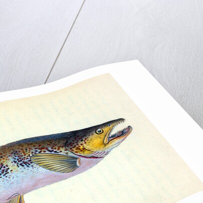 Trout, Salmo Fario by E. Donovan