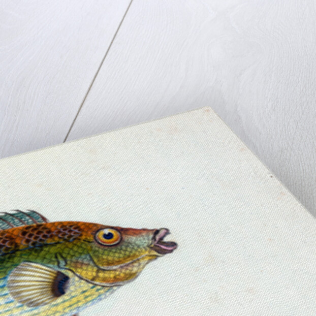 Fifteen-spined Stickleback, Gasterosteus spinachia by E. Donovan