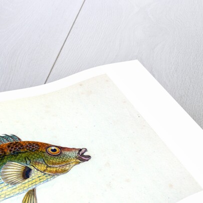 Fifteen-spined Stickleback, Gasterosteus spinachia by E. Donovan