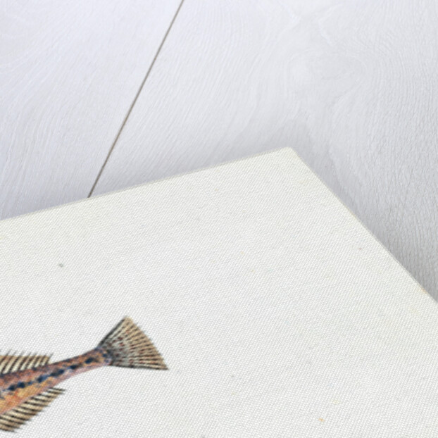 Spotted Goby, Gobius minutus by E. Donovan