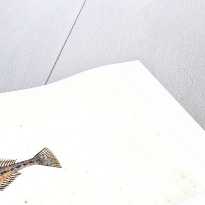 Spotted Goby, Gobius minutus by E. Donovan