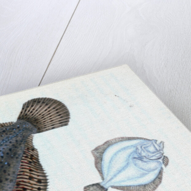 Brill, Pleuronectes rhombus by E. Donovan