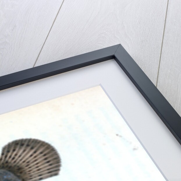 Brill, Pleuronectes rhombus by E. Donovan