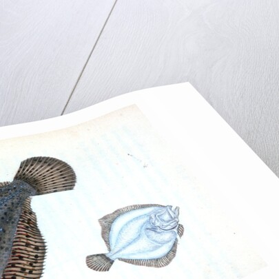 Brill, Pleuronectes rhombus by E. Donovan