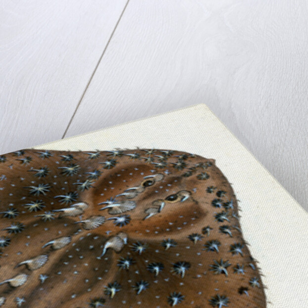 Starry Ray, Raja radiata by E. Donovan