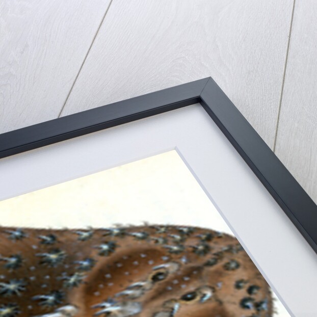 Starry Ray, Raja radiata by E. Donovan