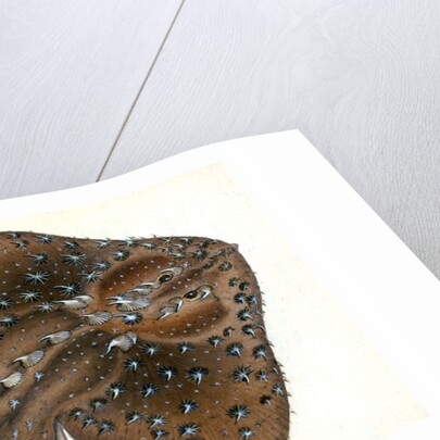 Starry Ray, Raja radiata by E. Donovan