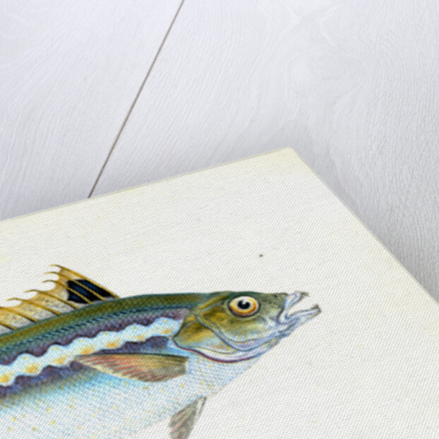 Indented-striped Wrasse, Labrus Julis by E. Donovan