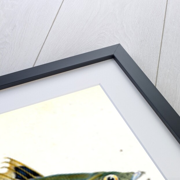 Indented-striped Wrasse, Labrus Julis by E. Donovan