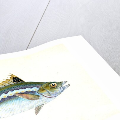 Indented-striped Wrasse, Labrus Julis by E. Donovan