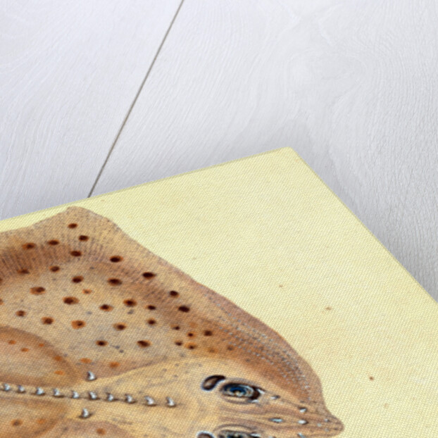 Ray, rough, Raia Rubus by E. Donovan