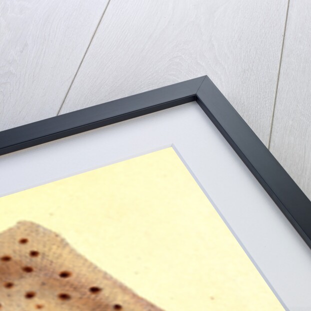 Ray, rough, Raia Rubus by E. Donovan