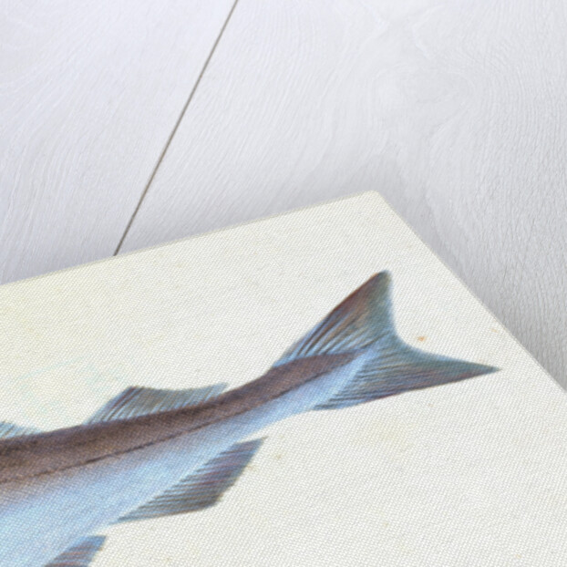 Alpine Charr, Salmo alpinus by E. Donovan