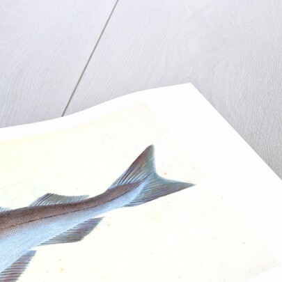 Alpine Charr, Salmo alpinus by E. Donovan