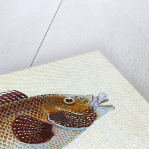 Old Wife Wrasse, Labrus Tinca by E. Donovan