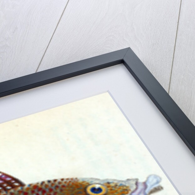 Old Wife Wrasse, Labrus Tinca by E. Donovan