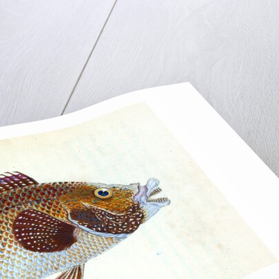 Old Wife Wrasse, Labrus Tinca by E. Donovan