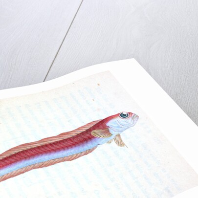 Rubescent Band-fish, Cepola rubescens by E. Donovan