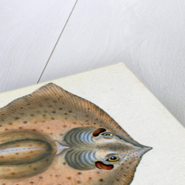 Sting Ray, Raja Pastinaca by E. Donovan