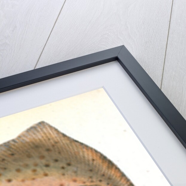 Sting Ray, Raja Pastinaca by E. Donovan