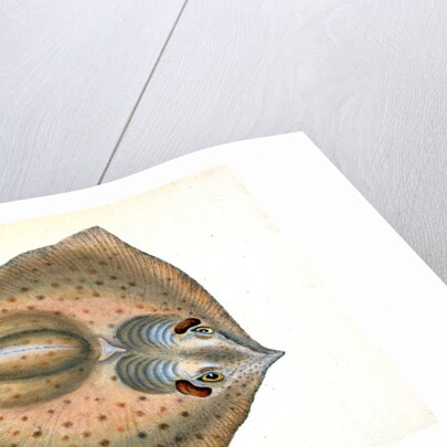 Sting Ray, Raja Pastinaca by E. Donovan